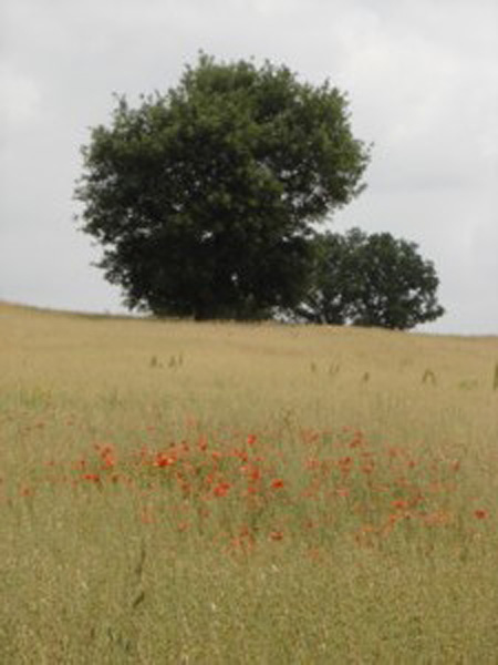 summer field poppies vitorchiano